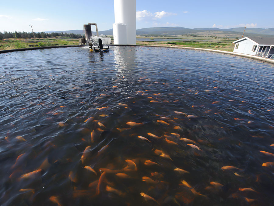 水產養殖